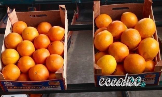 Arance mandarini limoni BIO Ribera, su prenotazione