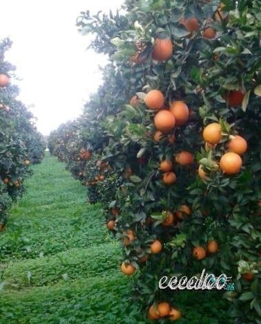 Arance mandarini limoni BIO Ribera, su prenotazione