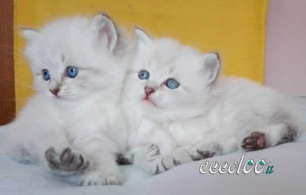 Affido Bellissimi gattini siberiani sono due adorabili