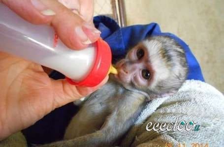 Adorabile scimmia cappuccina per adozione